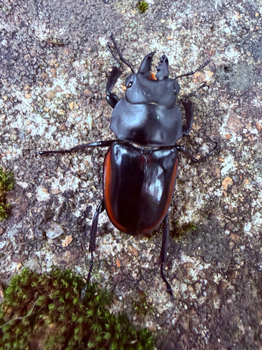 Neolucanus nitidus