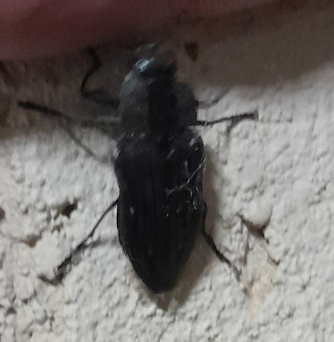 Merimna atrata