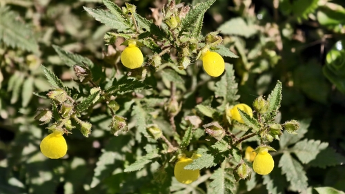 Calceolaria tripartita, photograph 6