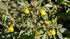 Calceolaria tripartita, photograph (c) fmunoz, some rights reserved (CC BY)