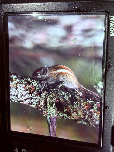 Maritime Striped Squirrel