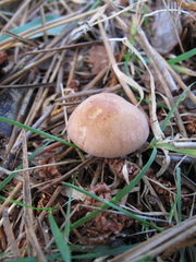 Rhodocybe piperita