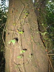 Solanum appendiculatum