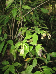 Cestrum anagyris