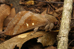 Oxycanus beltista