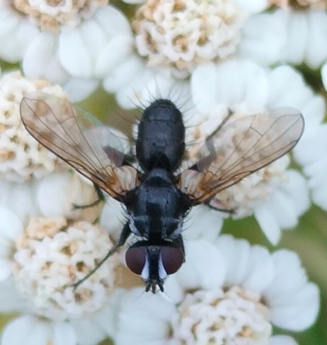 Phania funesta