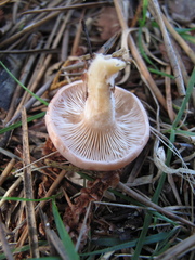 Rhodocybe piperita