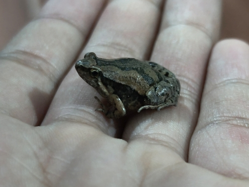 East Asian Ornate Chorus Frog