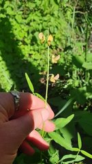 Crotalaria lanceolata