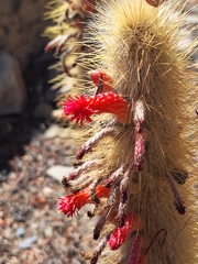 Cleistocactus hyalacanthus, photograph (c) Rocío Esmeralda Pose, some rights reserved (CC BY)