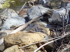 Sceloporus occidentalis longipes