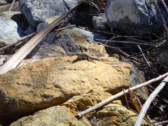 Sceloporus occidentalis longipes