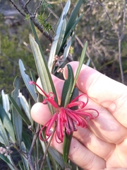 Grevillea oleoides
