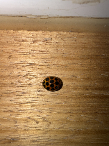 Large Spotted Ladybird