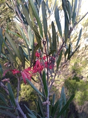 Grevillea oleoides
