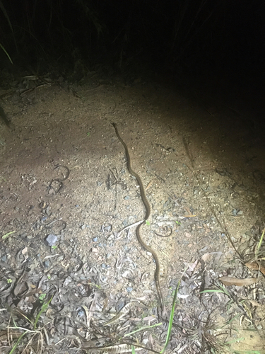 Brown Tree Snake sighting