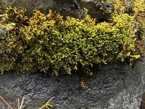 Claopodium rostratum observed 2026-08-18
