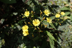 Ixeridium laevigatum, photograph (c) Licheng Shih, some rights reserved (CC BY)