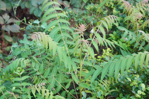 tree-of-heaven