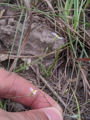 Chaetopappa asteroides