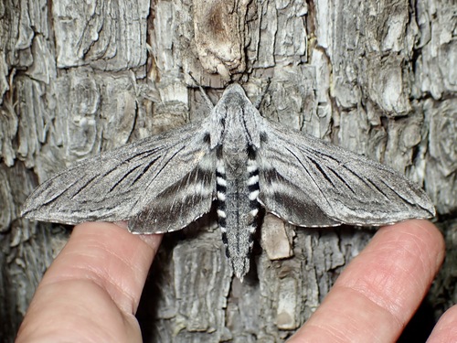 Asellus Sphinx