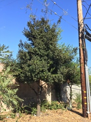Quercus parvula parvula