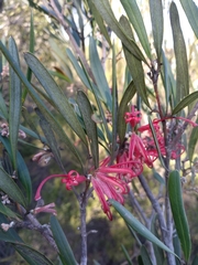 Grevillea oleoides