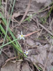 Chaetopappa asteroides