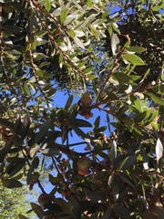 Quercus parvula parvula