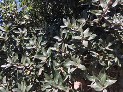Quercus parvula parvula