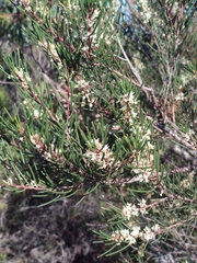 Hakea propinqua