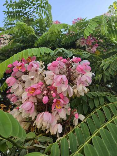 Java Cassia