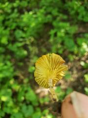 Gerronema subclavatum