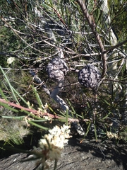 Hakea propinqua