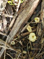 Gerronema subclavatum