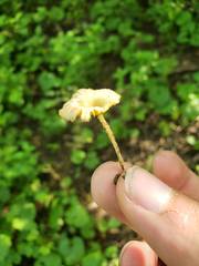 Gerronema subclavatum