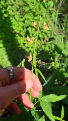 Crotalaria lanceolata