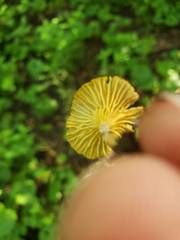 Gerronema subclavatum