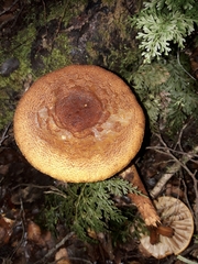 Cortinarius castoreus