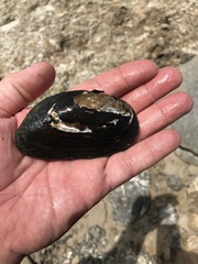 Uniomerus tetralasmus