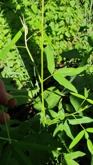 Crotalaria lanceolata
