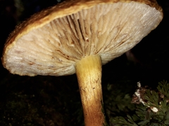 Cortinarius castoreus