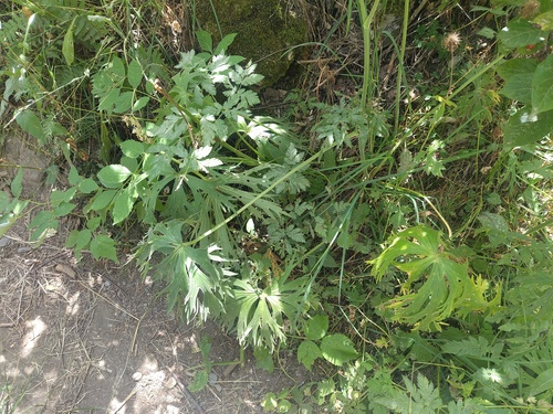 Aconitum lamarckii, photograph 5