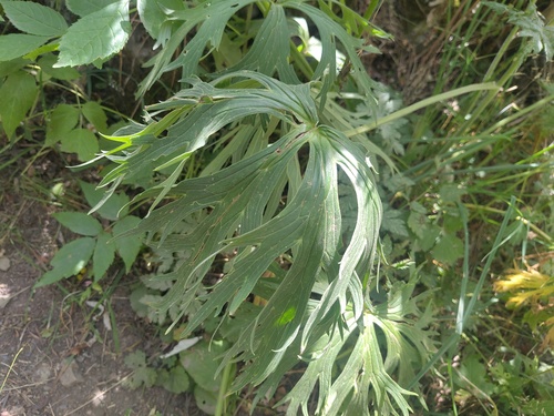 Aconitum lamarckii, photograph 3