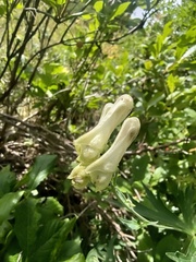 Aconitum lamarckii, photograph (c) Yves Bas, some rights reserved (CC BY)