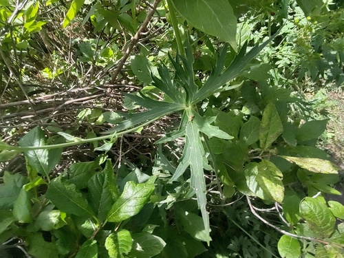Aconitum lamarckii, photograph 6