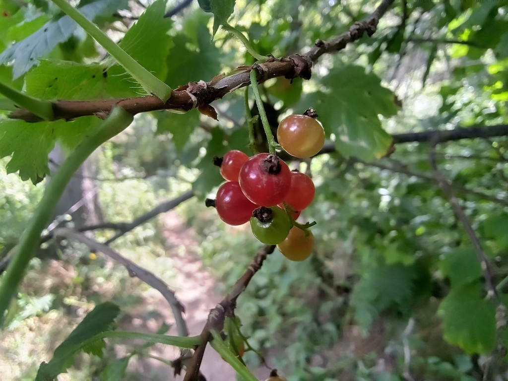 Ribes petraeum; photograph (c) Yves Bas, some rights reserved (CC BY)