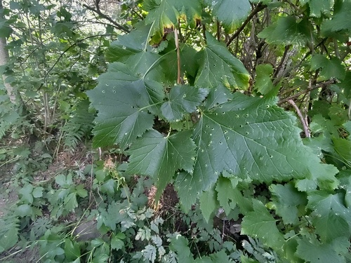 Ribes petraeum, photograph 1