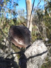 Hakea propinqua