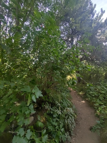 Ribes petraeum, photograph 3